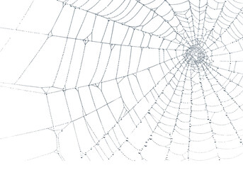 Wall Mural - A striking spiderweb glistens with delicate water droplets against a stark black backdrop, evoking nature's intricate design, transparent background