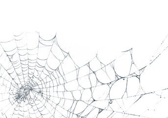 Wall Mural - A delicate spiderweb glistens against a dark backdrop, creating an eerie, Halloween-themed design element perfect for overlays and spooky projects, transparent background