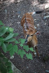 Wall Mural - nyala antelope in forest setting.