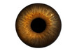 © whitestorm - Close-up of a vibrant brown human iris isolated on transparent background