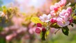 © Vance - close up of a blooming apple tree on a sunny spring day beautiful background with pink flowers of a spring tree a branch