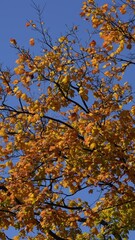 Wall Mural - Autumn foliage background. Autumn fall leaves of maple trees. Autumn fall leaves in sunlight. Natural autumn background. Autumnal background. Foliage, falling leaves background. Fall foliage.
