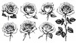 © Chan - Detailed black and white rose illustrations