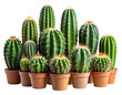 © MDFiroj - Side View of Grouped Green Cacti with Varied Shapes Against Dark Backdrop, Isolated PNG