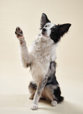 A black and white border collie sits on a beige background, raising one paw as if waving. The dog's fur is well-groomed, making it look stylish.
