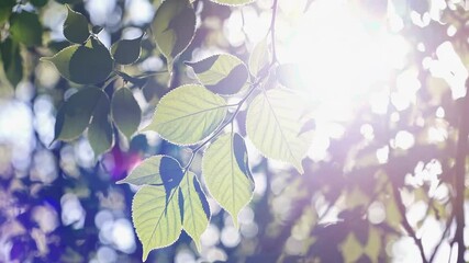 Bright green leaves background texture nature summer sunlight foliage branch botany growth fresh