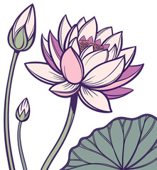 Wall Mural - lotus flower on white background
