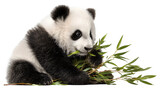 Panda Eating Bamboo, isolated on transparent background