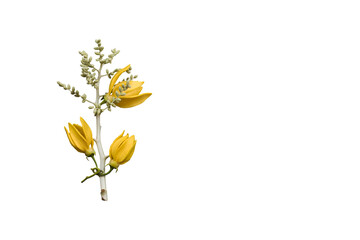Wall Mural - yellow flowers ylang ylang local flora of asia arrangement flat lay postcard style 