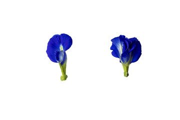 Wall Mural - blue flowers two butterfly pea local flora of asia arrangement flat lay style 