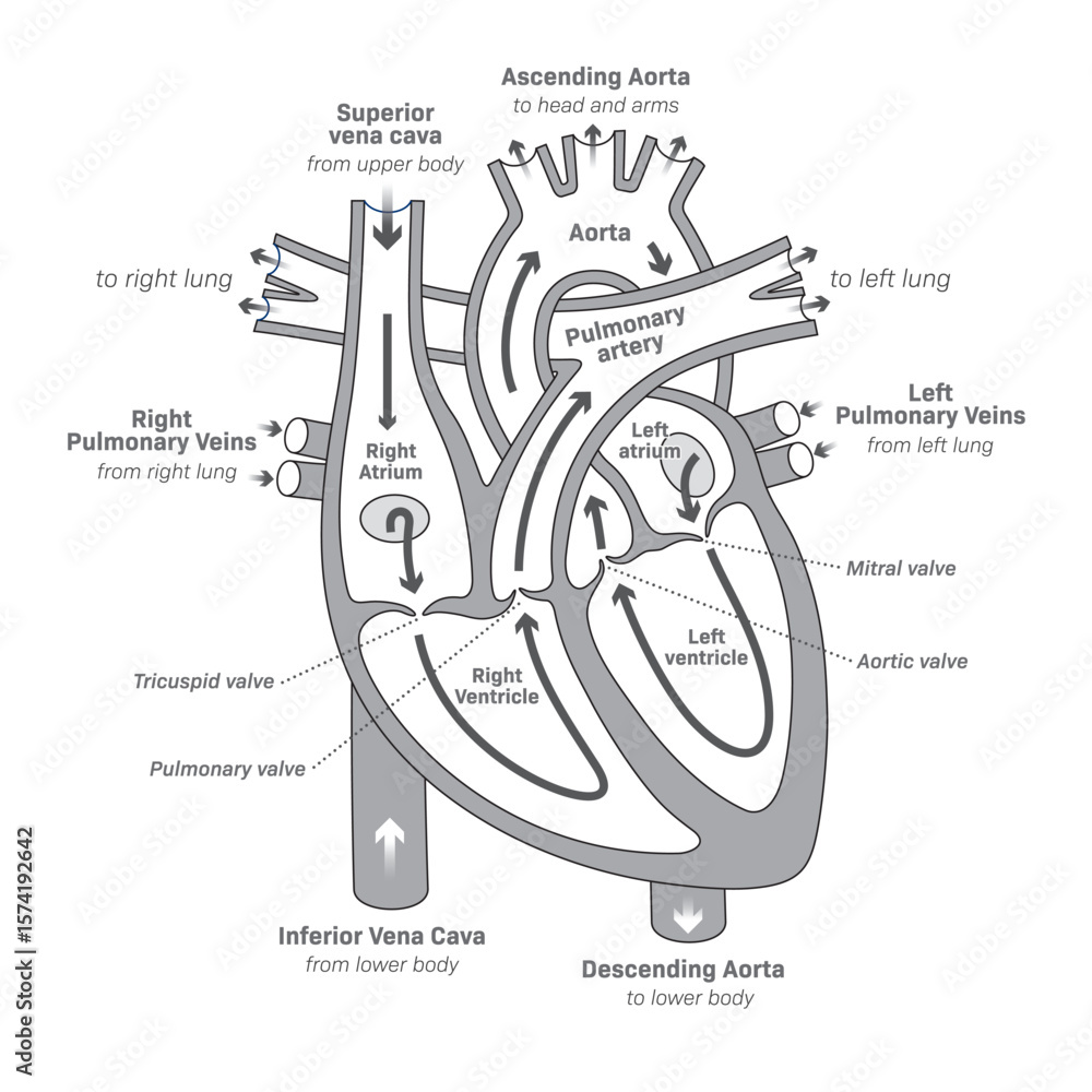 Black and White Human Heart, Anatomy of the Heart, Circulatory system ...