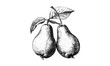 © Vintage Studio - Vintage pear fruit engraving, retro botanical style, black ink print, antique wall decor, healthy snack sketch, natural fruit illustration, hand-drawn, old engraving style, rustic art