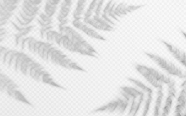 Wall Mural - shadow overlay from a fern branch isolated on a transparent background.