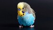 © Waqas - blue and yellow macaw