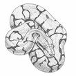 © Andromax Studio - Ball Python – Python regius. An intricate coiled python sketch revealing patterned scales, with the snake tightly wound into a spiral shape. The drawing is set against a white background