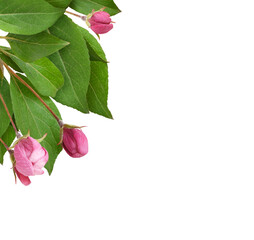 Wall Mural - Closeup of pink buds and green leaves of Malus floribunda (profusely flowering apple) in a corner arrangement isolated on white or transparent background