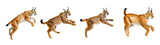 Hand drawn watercolor animal illustration of lynx jumping gracefully in sequence