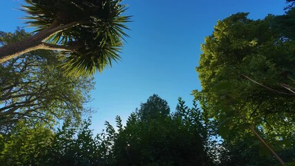 Wall Mural - various trees blowing in wind during timelapse with bright blue sky sunny day with clouds fading as 