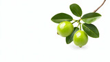 Fresh garcinia atroviridis fruit isolated on transparent background