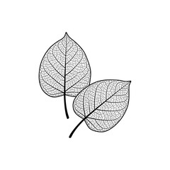 Two intricately detailed leaf skeletons with prominent veins on a clean white background artfully displayed