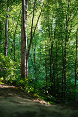  Winding forest path illuminated by dappled sunlight, surrounded by tall trees and lush green foliage.