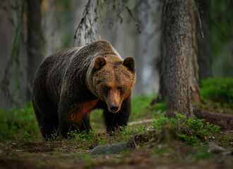 Wall Mural - Wild brown bear ( Ursus arctos )