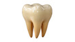 © Splash - A rendered molar tooth with detailed anatomy and slightly discolored enamel is isolated on transparent background for dental visuals