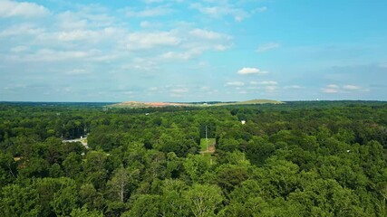 Wall Mural - lush green forest canopy in summer - drone shot