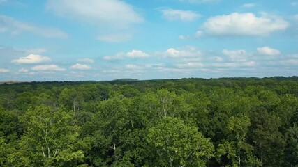 Wall Mural - drone flight over lush canopy of trees with blue sky and clouds
