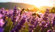 © Sarojah - Bees in lavender field at sunset