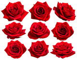 set of red rose flowers, isolated on transparent background