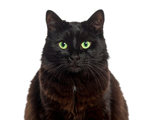 Naklejka na meble Black Cat with Green Eyes Sitting Still Isolated