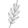 © HotmaHimmawan - Admire this fine hand-drawn leaf outline, great for design, crafts, and decor. Top-quality vector art
