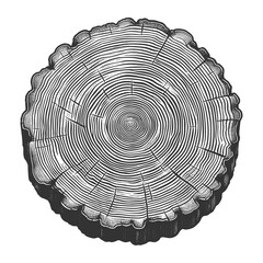 Wall Mural - tree trunk cross section showing growth rings sketch engraving generative ai fictional character vec