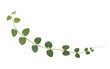 © GraphicaTee - A delicate green vine with heart shaped leaves gracefully curves across a white background