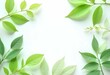 © Suntrimo - Flat botanical leaves in soft green placed in top and bottom corners, white central area left blank for copyspace — fresh and calm aesthetic