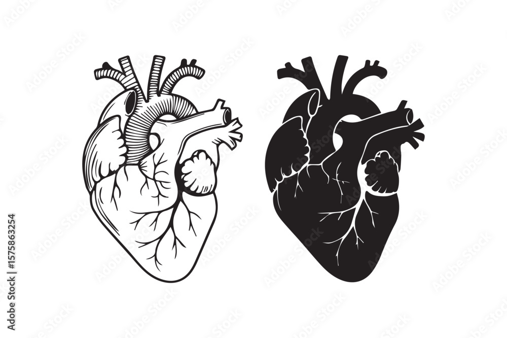 Anatomical Human Heart Vector Illustration – Line Art and Solid ...