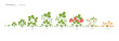 © Ilia - Strawberry Life Cycle - Botanical Vector Illustration for Agriculture and Education