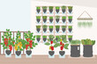 © m.malinika - Illustration of balcony with self-watering plastic bottle planters with vegetables and greens at home. DIY secondary use. Vertical garden, urban farming concept. Hand-drawn vector illustration