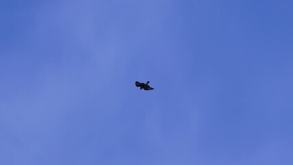 Wall Mural - Bird of prey seen from below gliding mid-air against a clear sky backdrop.