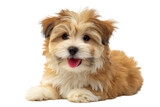 Fluffy brown and white puppy lying down with tongue sticking out isolated on transparent background Fluffy brown and white puppy lying down with tongue sticking out isolated on transparent background