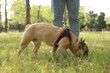 © New Africa - Man with his cute French bulldog in park, closeup