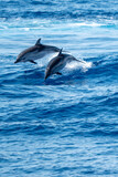 happy striped dolphins jumping outside at sunset happy striped dolphins jumping outside at sunset