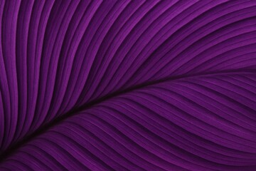 Wall Mural - a study in texture and color