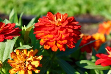Wall Mural - red dahlia flower