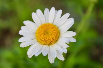 Wall Mural - daisy flower closeup