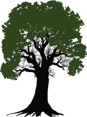 Wall Mural - high tree with dark green leaves isolated on white
