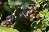 Brombeeren (Rubus sect. Rubus)