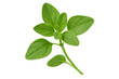 © PNG Kingdom  - Close-up of a fresh oregano sprig, showcasing its vibrant green leaves and delicate stem, isolated on a transparent background