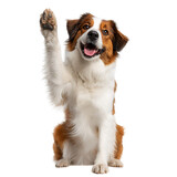 Happy dog giving a paw, isolated on black background.